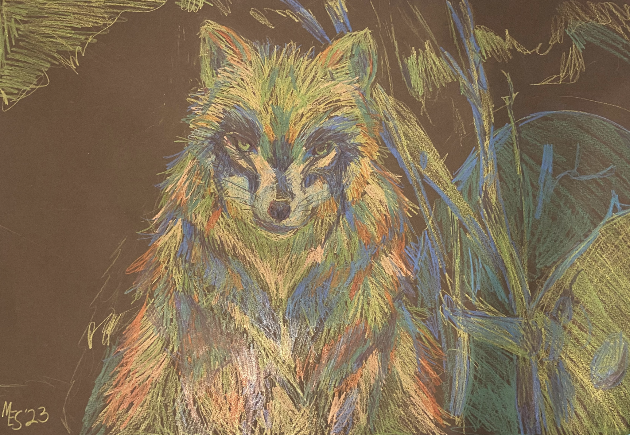 an illustration wolf staring straight forward colored in color pencil